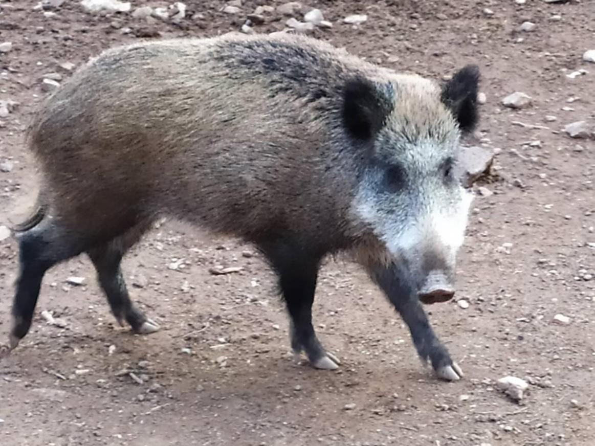 Camping Casa Fausto Cerca De Dinopolis Formiche Alto Zewnętrze zdjęcie